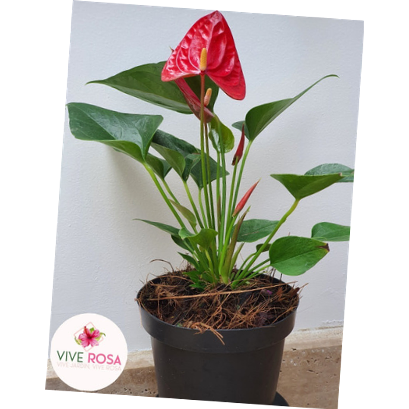 Anturio Importado Enano Rojo En Maceta Tipo Vivero + Sustrato 1