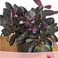 Picachu Planta Natural Ornamental Sol y Sombra - Miniatura 2