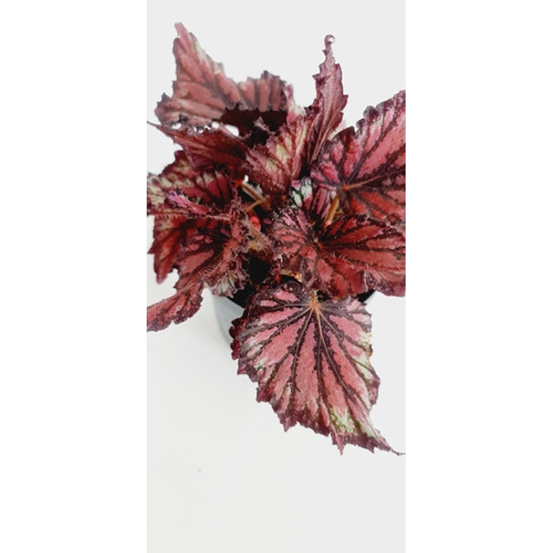 Begonia Roja Big Rex Planta Natural Ornamental 2