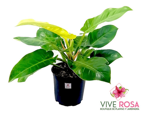 Philodendron Moonlight Planta Natural En Maceta Tipo Vivero