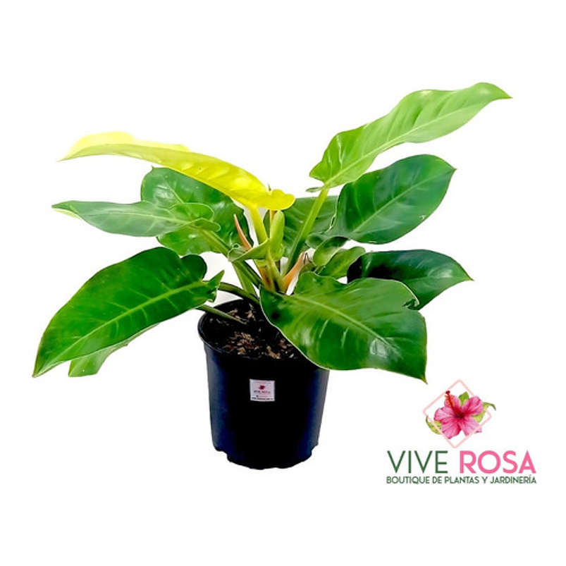 Philodendron Moonlight Planta Natural En Maceta Tipo Vivero 2