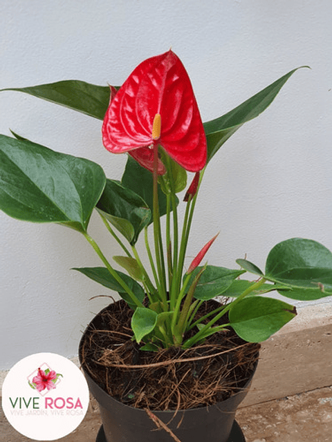 Anturio Importado Enano Rojo En Maceta Tipo Vivero + Sustrato