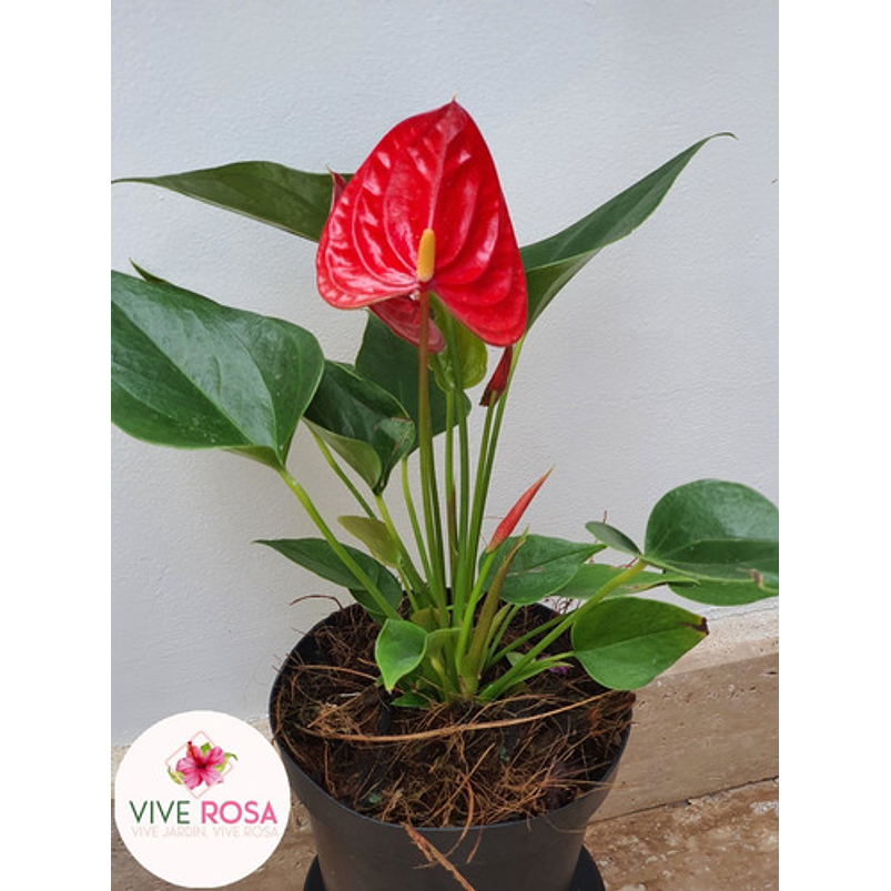 Anturio Importado Enano Rojo En Maceta Tipo Vivero + Sustrato 2