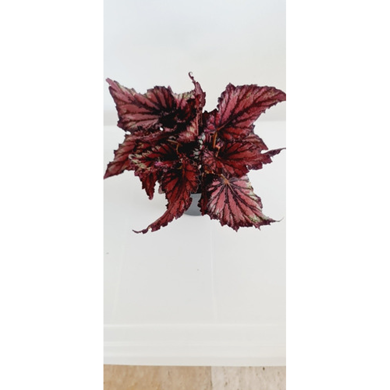 Begonia Roja Big Rex Planta Natural Ornamental 3