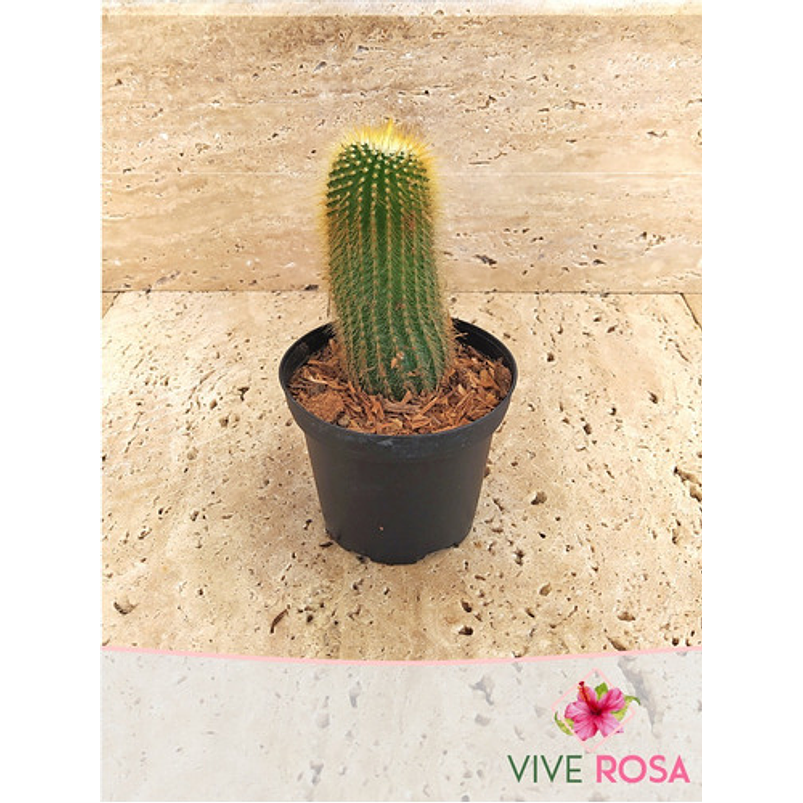 Cactus Parodia Scopa Maceta P7 (silver Ball) 1