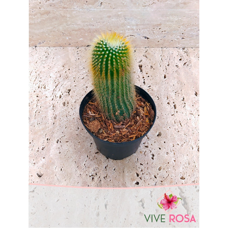 Cactus Parodia Scopa Maceta P7 (silver Ball) 2