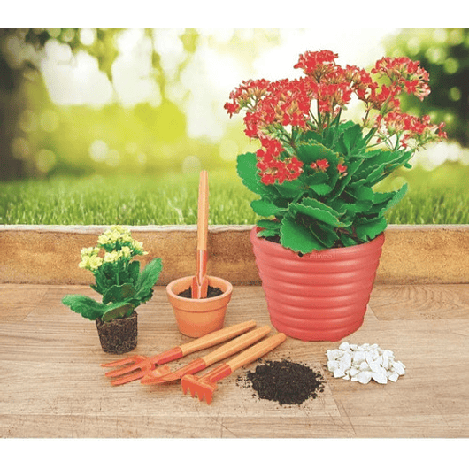 Herramientas de Jardín x4 Piezas Plantas Pequeñas (Cactus, Suculentas, Bonsái) Mango en Madera  6