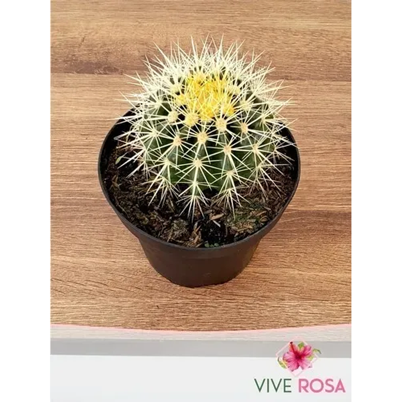 Colchón De Suegra En Maceta Tipo Vivero Más Sustrato 1