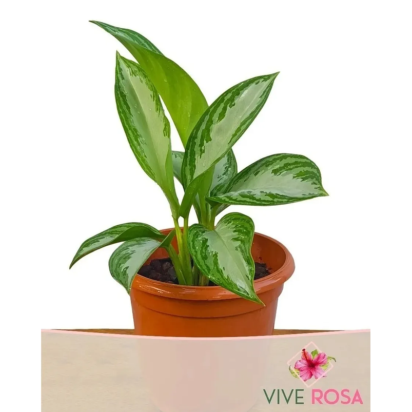 Aglaonema En Maceta Tipo Vivero Más Sustrato Orgánico 1