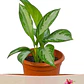 Aglaonema En Maceta Tipo Vivero Más Sustrato Orgánico - Miniatura 2