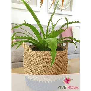 Helecho Nido De Pájaro Natural Más Sustrato Orgánico Más Maceta