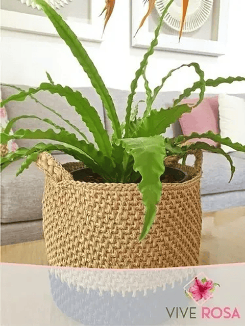 Helecho Nido De Pájaro Natural Más Sustrato Orgánico Más Maceta