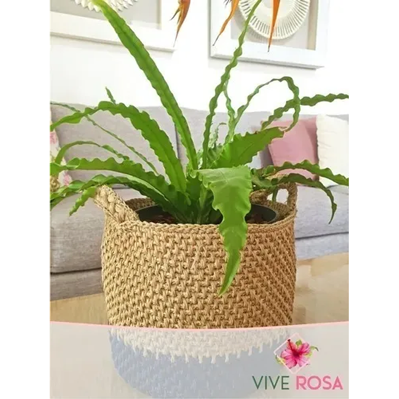 Helecho Nido De Pájaro Natural Más Sustrato Orgánico Más Maceta 1