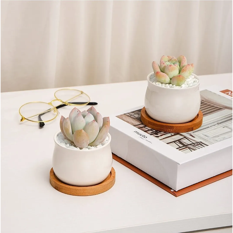 Maceta Cerámica x4 unidades más platillo bambú cactus 6cm diámetro x5.5cm alto 3