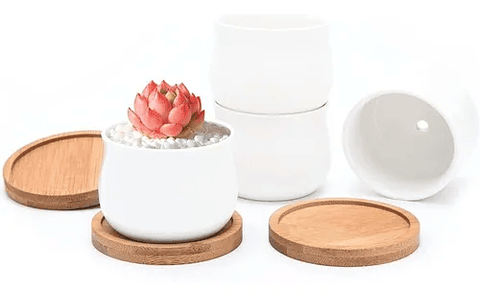 Maceta Cerámica x4 unidades más platillo bambú cactus 6cm diámetro x5.5cm alto