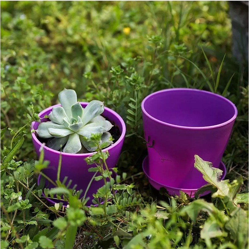 Maceta Plástica Plantas Colores Más Plato 10cm Diámetro x8,5cm Alto 3