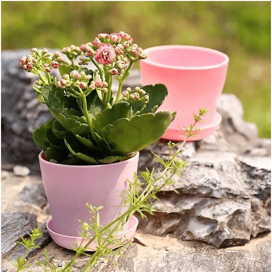 Maceta Plástica Plantas Colores Más Plato 10cm Diámetro x8,5cm Alto 7