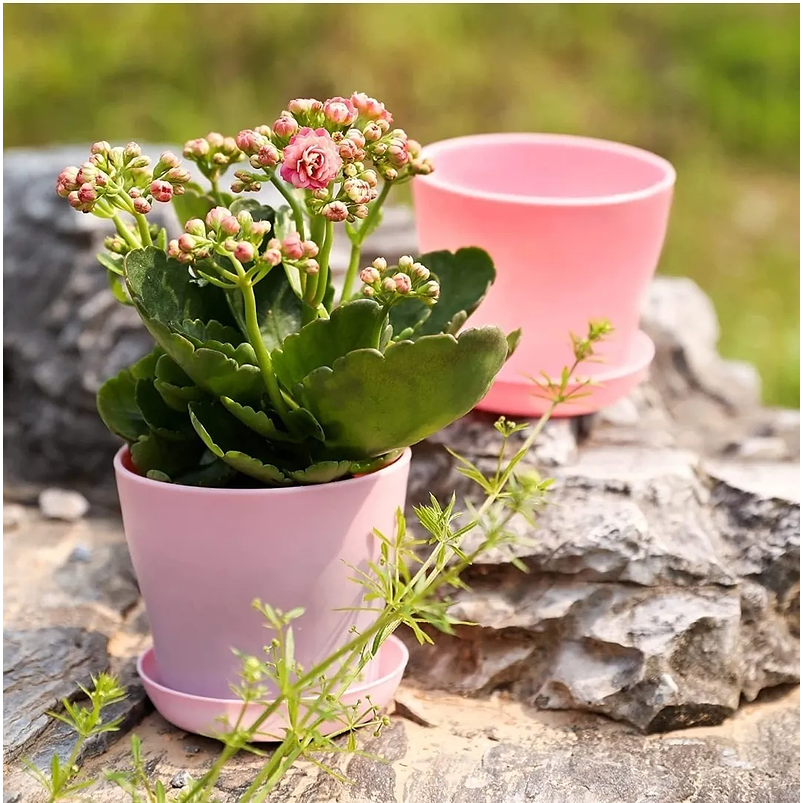 Maceta Plástica Plantas Colores Más Plato 10cm Diámetro x8,5cm Alto 6