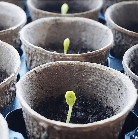 Maceta Papel Orgánico Biodegradable x50und Plántulas 6x6 centímetros