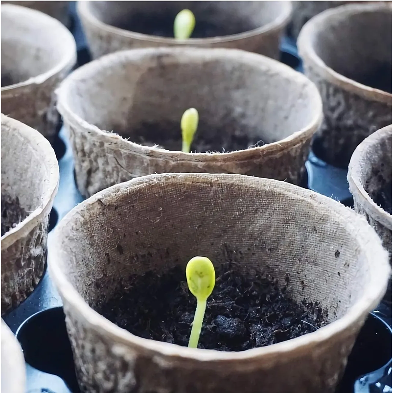 Maceta Papel Orgánico Biodegradable x50und Plántulas 6x6 centímetros 2