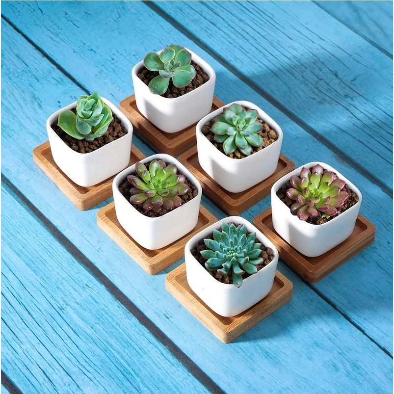 Maceta Cerámica Cuadrada Pequeña Blanca Premium Más plato Bambú 2