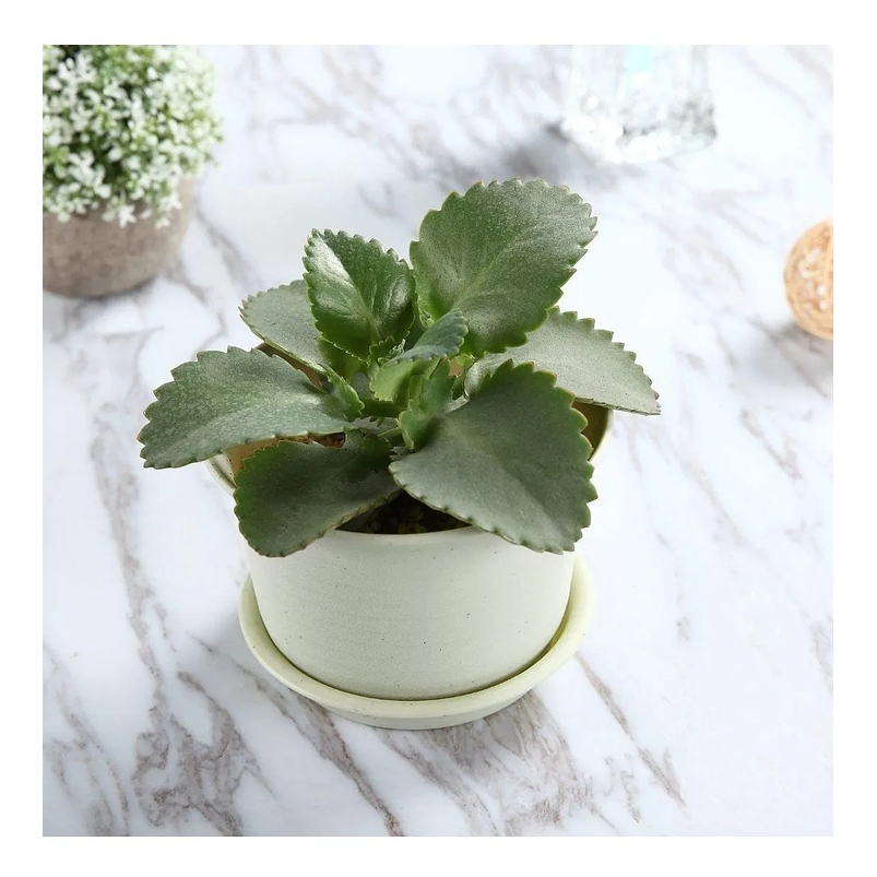 Maceta Plástica Suculentas 10.7cm Diámetro x8cm Alto Más Plato x1 unidad 3