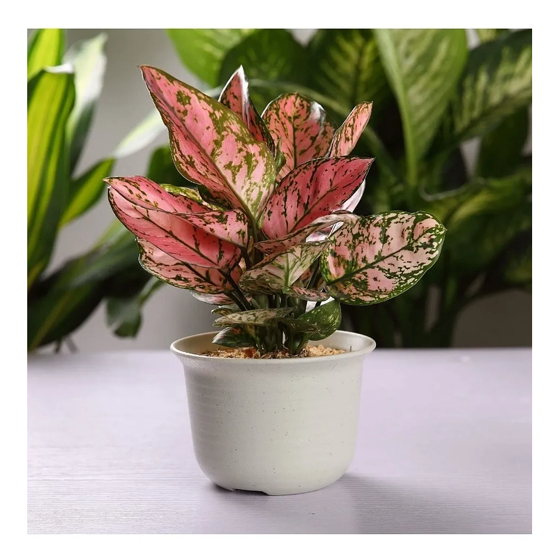 Maceta Plástica Suculentas 10.7cm Diámetro x8cm Alto Más Plato x1 unidad 5