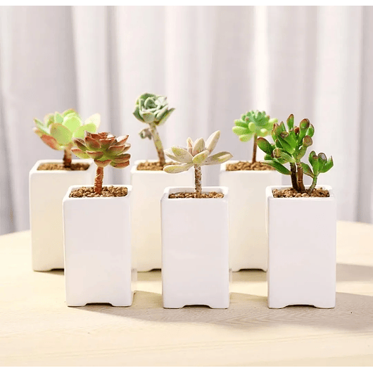 Juego De Macetas Cerámica Fina x8 Unidades Más platillo Bambú  4