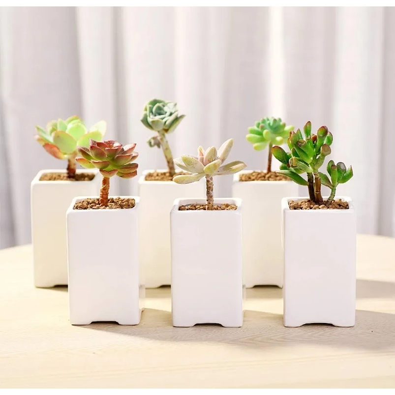 Juego De Macetas Cerámica Fina x8 Unidades Más platillo Bambú  4