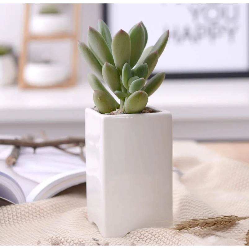 Juego De Macetas Cerámica Fina x8 Unidades Más platillo Bambú  6