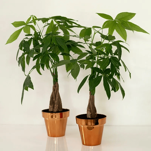 Maceta Plástica Plantas Metalizada 14cm Diámetro x12.5cm Alto 4