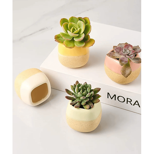 Juego Macetas x10 Unidades Cerámica Tono Pastel 6cm Diámetro x5.6cm Alto 3