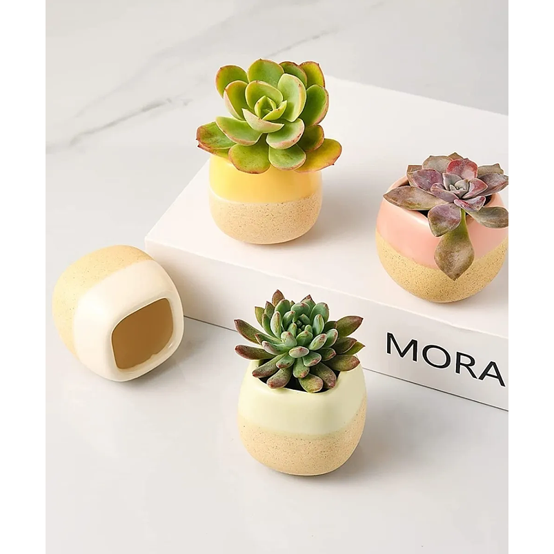 Juego Macetas x10 Unidades Cerámica Tono Pastel 6cm Diámetro x5.6cm Alto 3