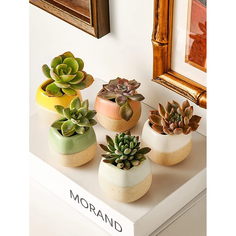 Juego Macetas x10 Unidades Cerámica Tono Pastel 6cm Diámetro x5.6cm Alto 5