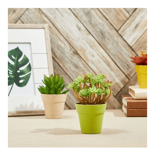 Macetas Plantas x6 Unidades Tipo Recordatorio 4cm Diámetro x6cm Alto 2