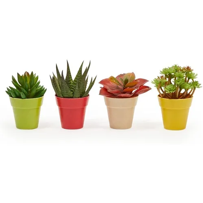 Macetas Plantas x6 Unidades Tipo Recordatorio 4cm Diámetro x6cm Alto 3