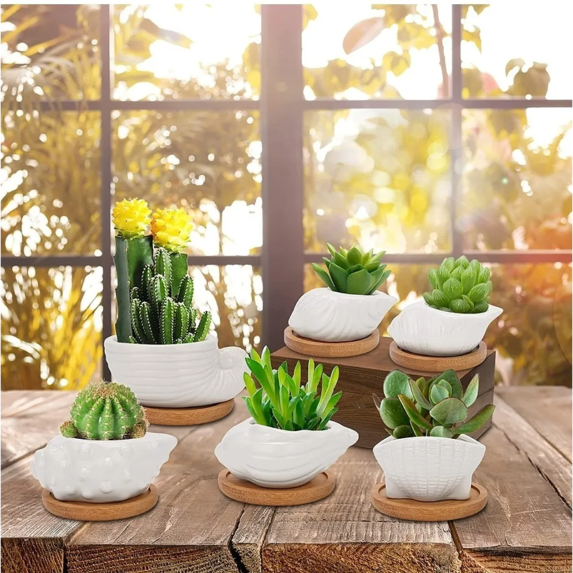 Juego De Macetas x6 Cerámica Conchas De Mar Más Plato En Bambú 4