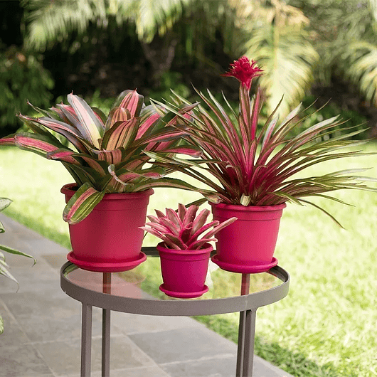 Maceta Plantas Redonda Plástica 14cm Diámetro x12cm Alto Más plato 2