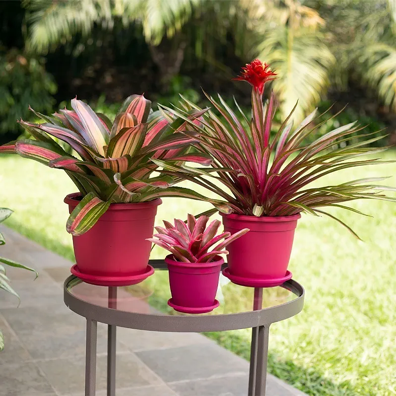 Maceta Plantas Redonda Plástica 14cm Diámetro x12cm Alto Más plato 2