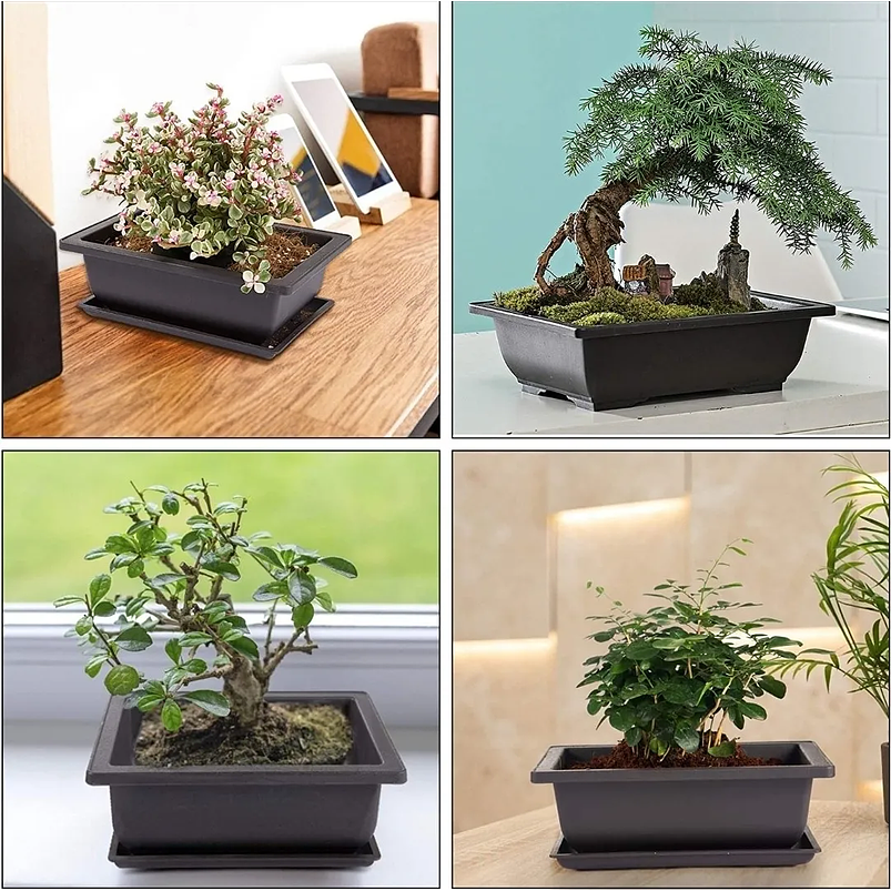 Maceta Plástica Bonsái 16cm Largo x12cm Rectangular Más plato  2