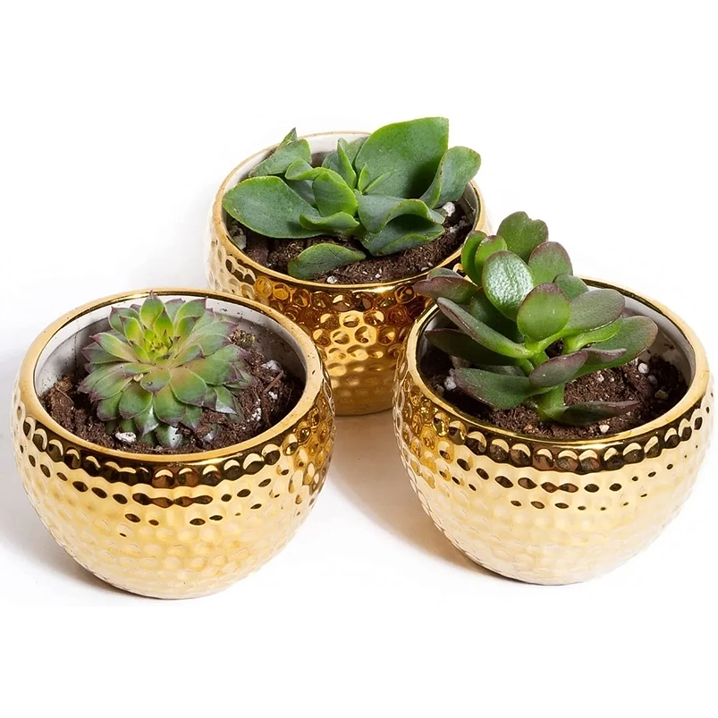 Maceta Cerámica Premium Dorada 7.62cm Diámetro x6.3 Alto Redonda 1