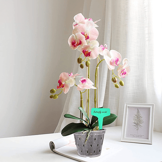 Maceta Siembra Orquídeas Plástica x10 Unidades 14cm Diámetro x10 Alto 4