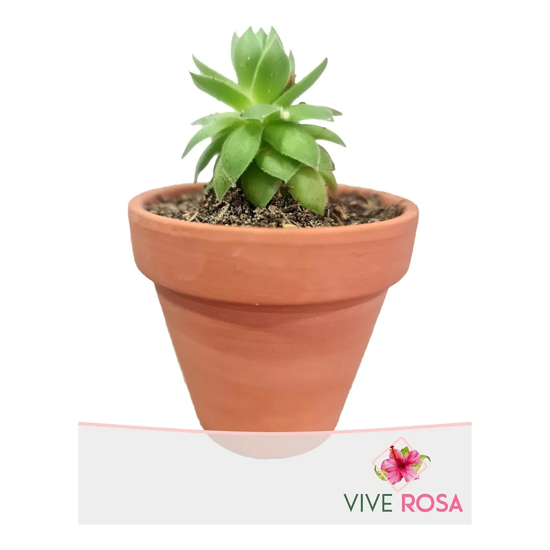 Matera De Plantas x5 Unidades Terracota En Arcilla 6.5cm x6cm 3