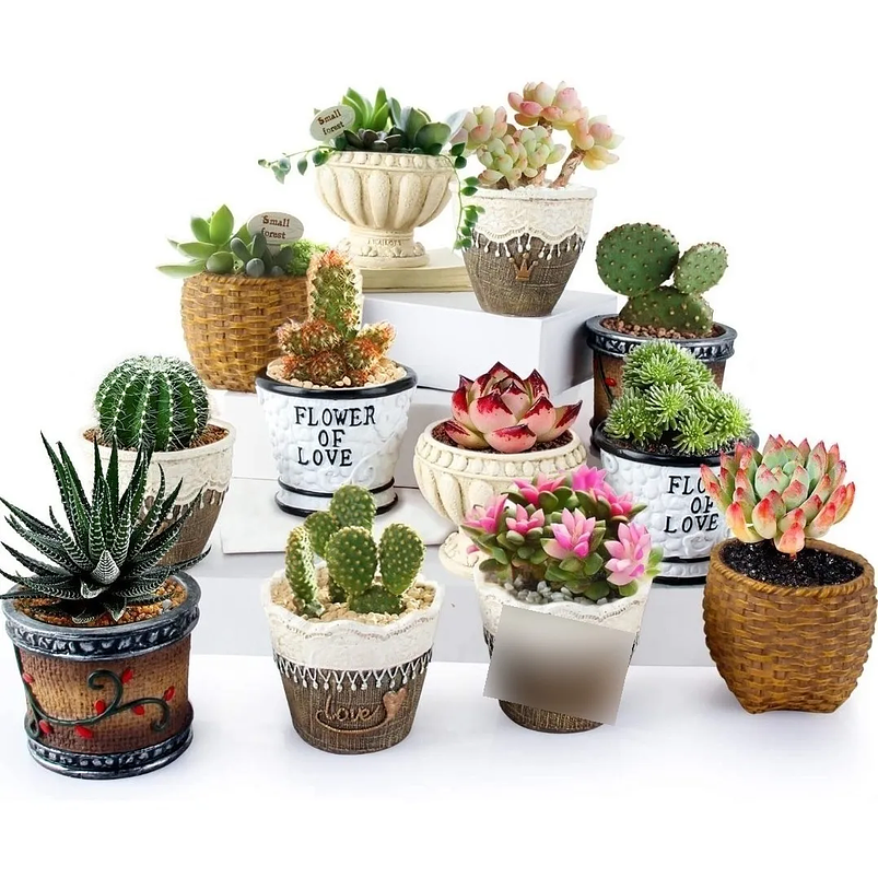 Juego Macetas Cerámica De Plantas Cactus Suculentas x12 unidades 1