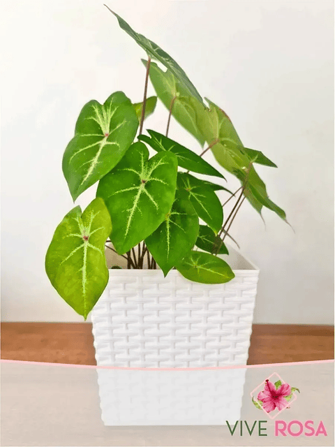 Matera - Maceta Rattan Cuadrada Para Plantas