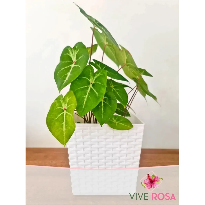 Matera - Maceta Rattan Cuadrada Para Plantas 2