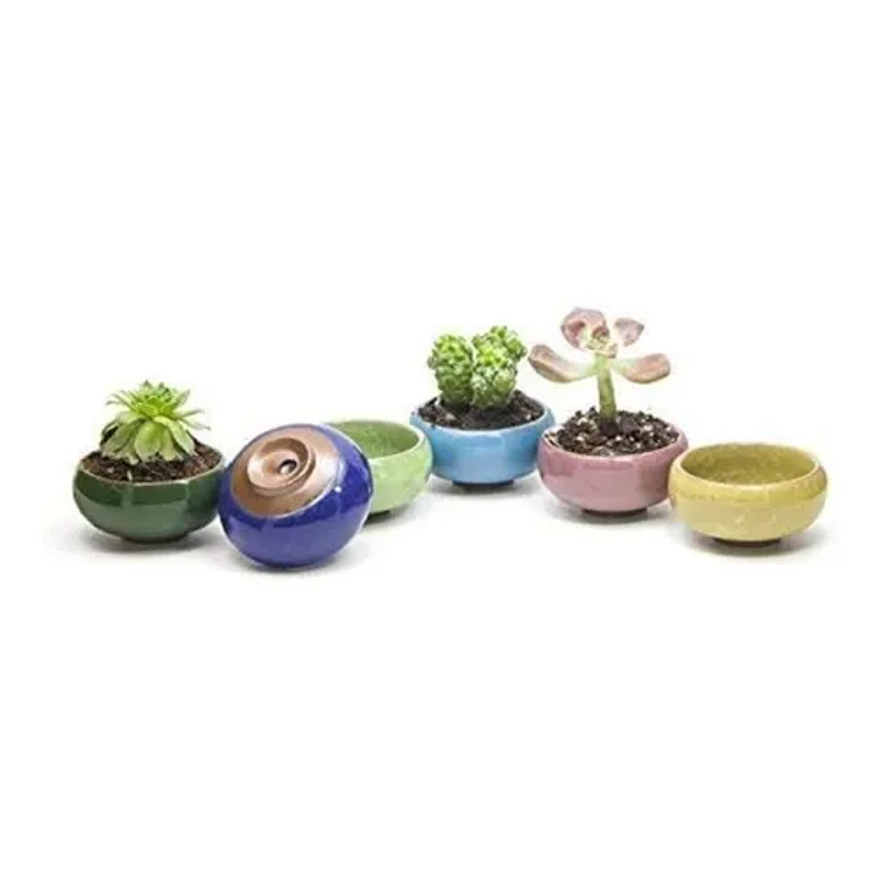 Juego De Macetas Cerámica x6 Unidades Cactus y Suculentas Crack 3