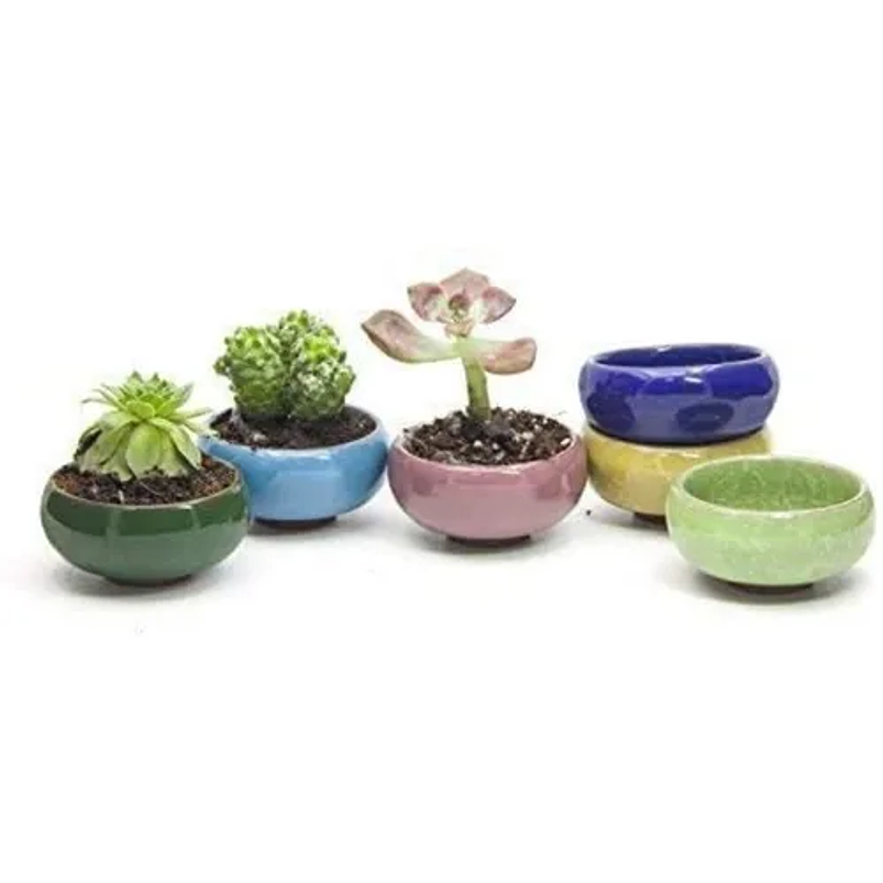 Juego De Macetas Cerámica x6 Unidades Cactus y Suculentas Crack 4