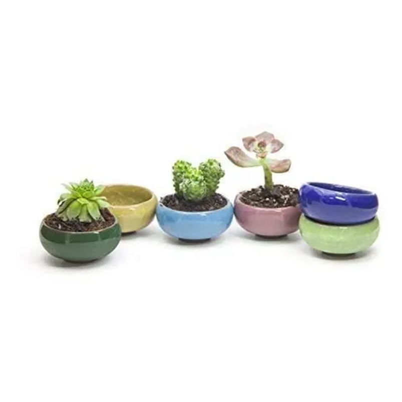 Juego De Macetas Cerámica x6 Unidades Cactus y Suculentas Crack 5