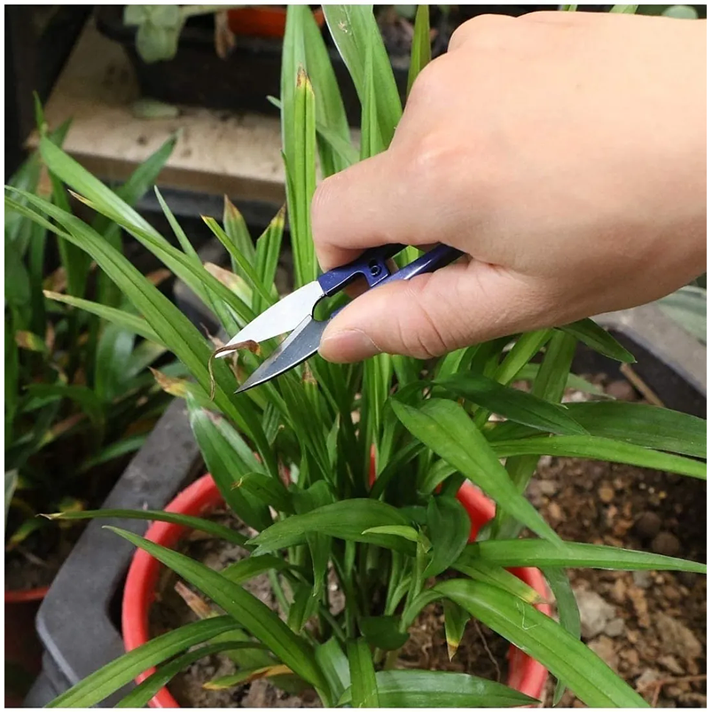 Tijeras Poda Plantas Despunte De Suculentas Bonsai 3